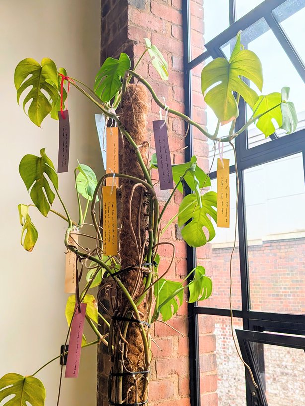 Handwritten intention tags tied to the vines of a monstera by a bright window