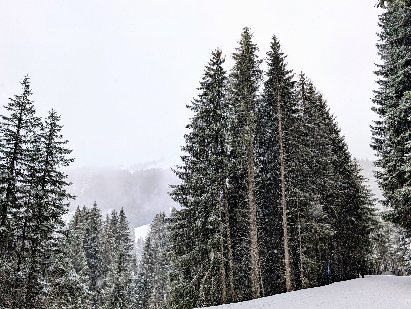 Snow falling among tall spruces on a misty mountainside