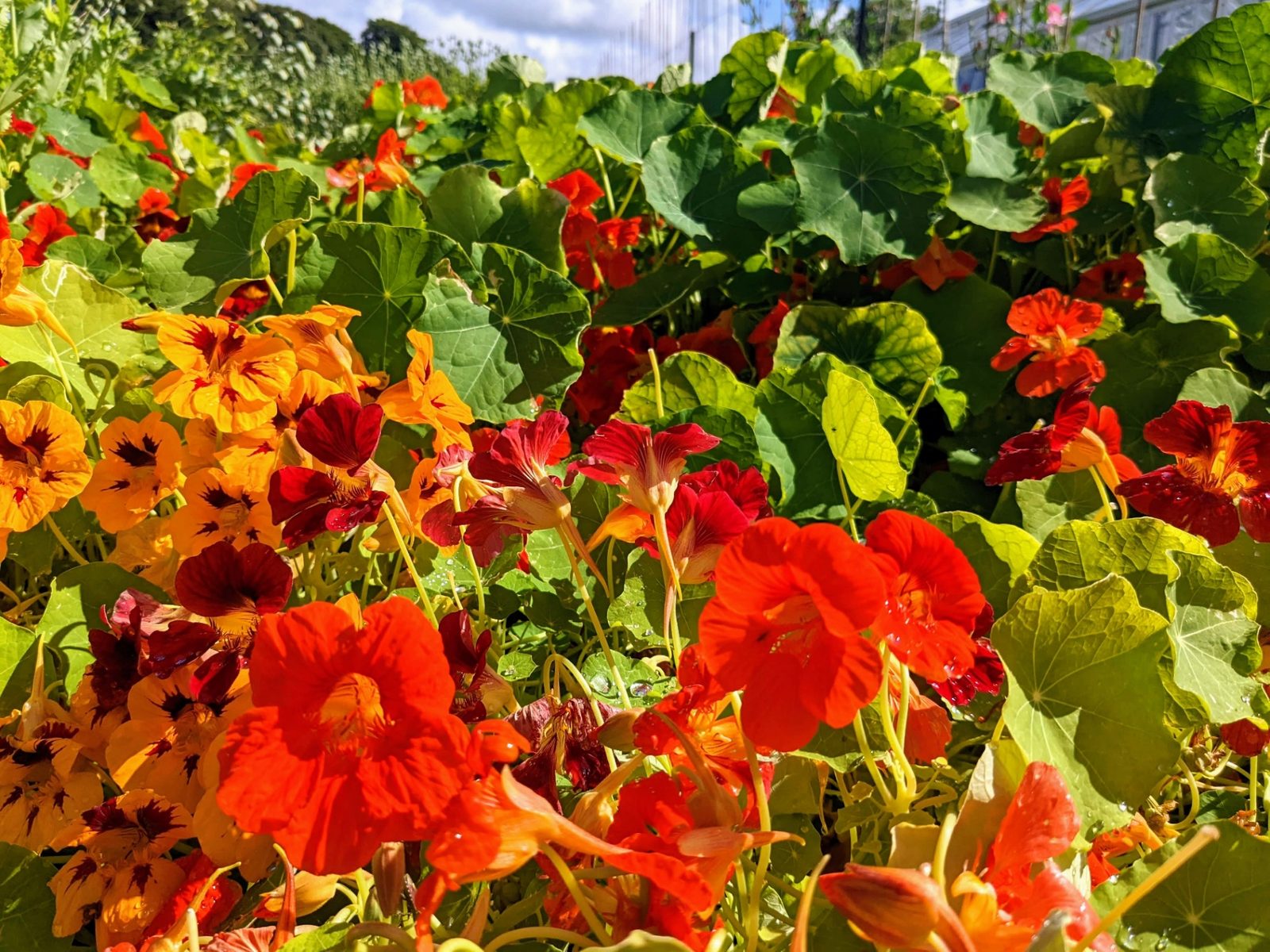 Red and orange nasturtiums with round green leaves in a sunlit garden