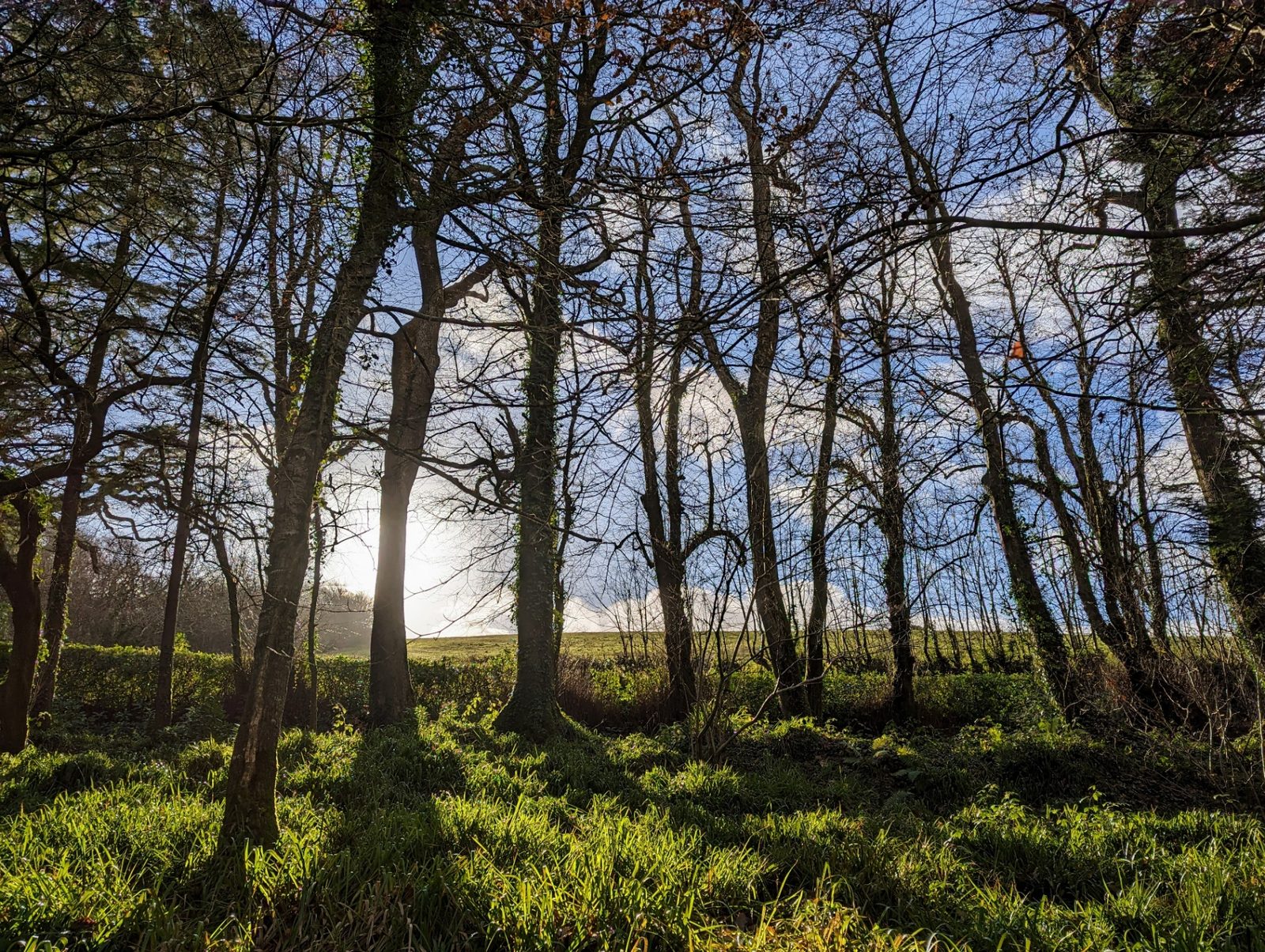 Bare winter trees with low sun breaking through onto frosty grass
