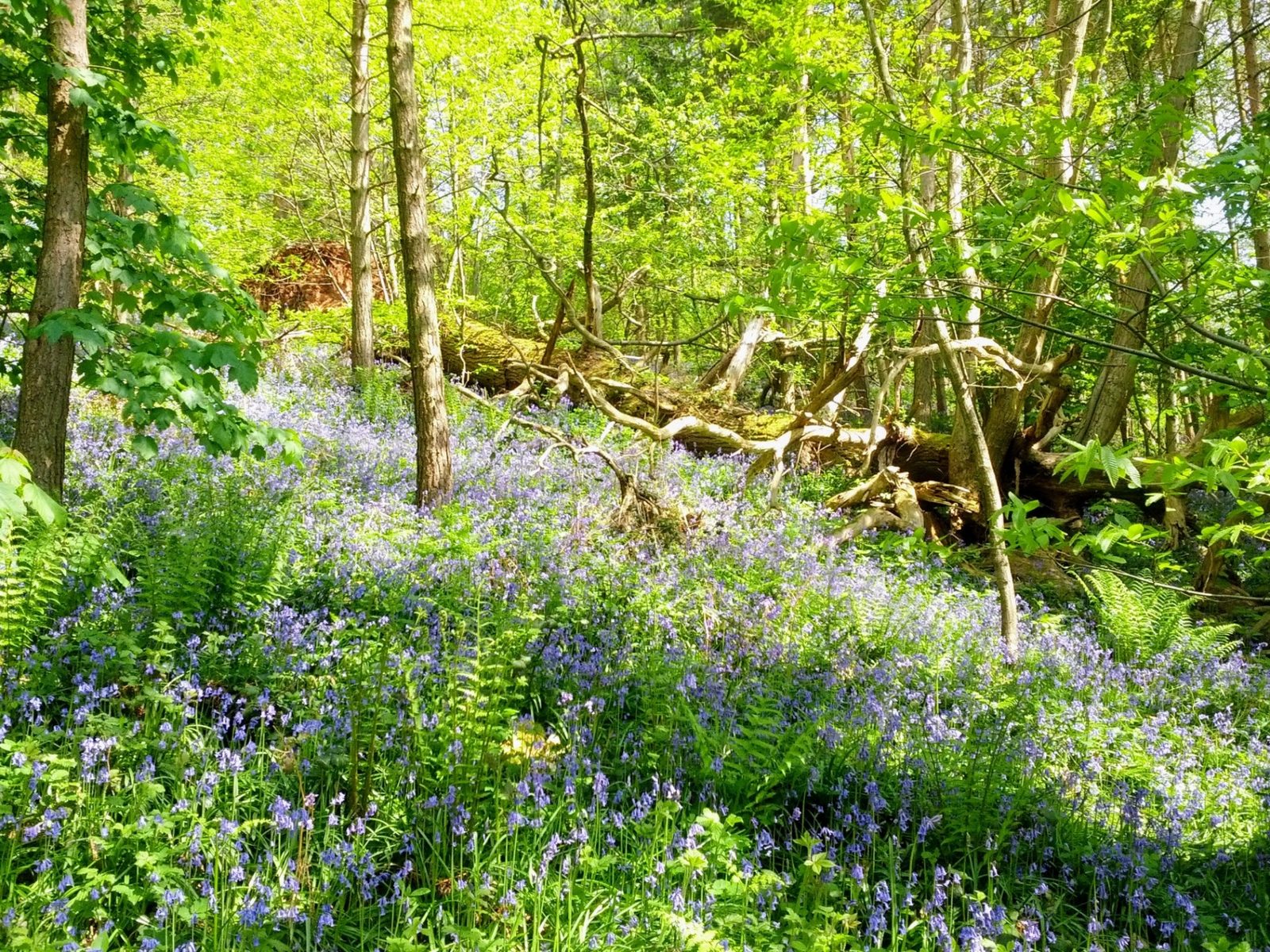 Bluebells carpeting a sunlit woodland floor