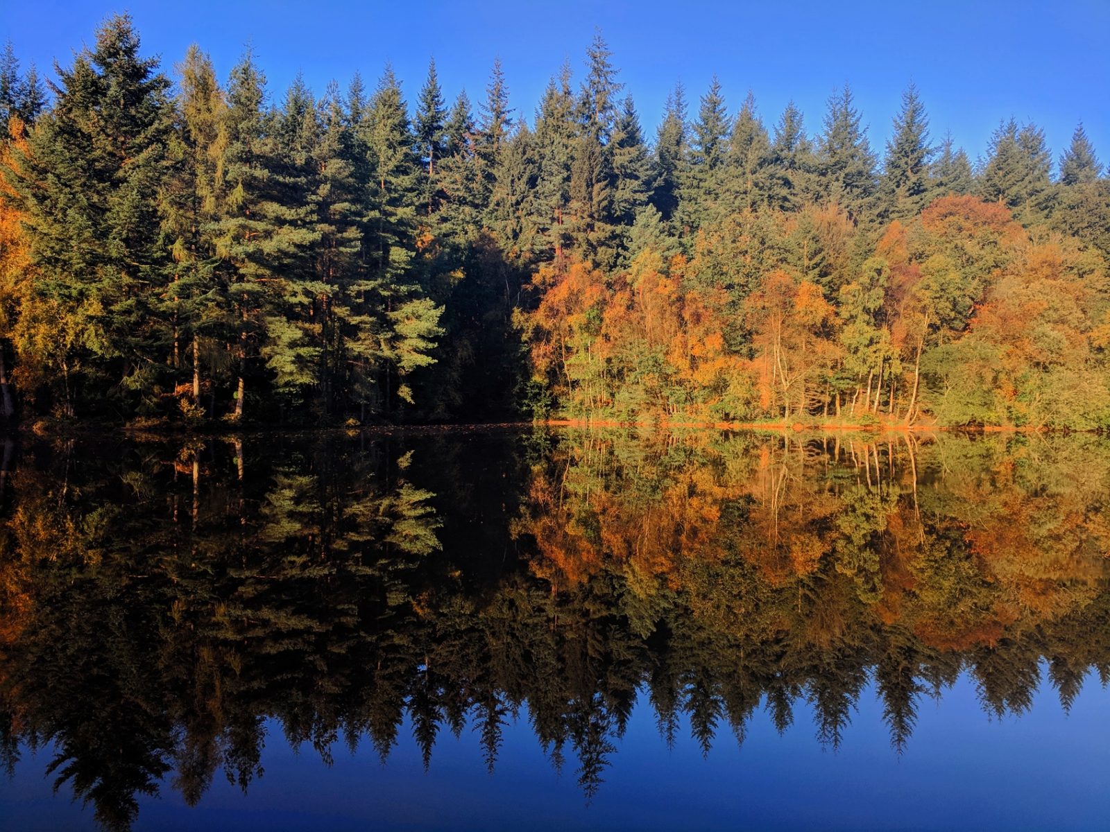 Autumn forest of green pines and orange leaves reflected in a still lake